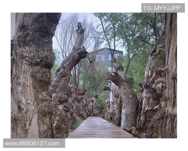 探索阿拉巴的魅力：文化历史与自然风光的完美融合之旅